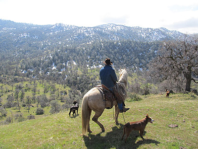 Picture-near-grazing-text Cowboy overlooks the cattle grazing on the hillside
